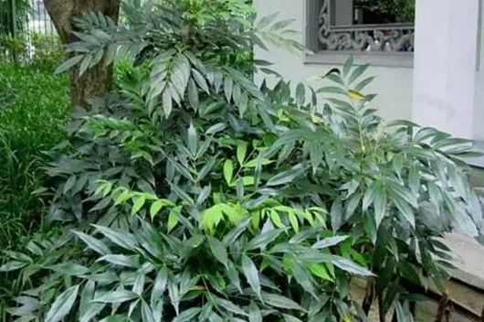 <b>不容错过十大功劳盆景养殖技巧，让你的阳台变身绿意小森林</b>