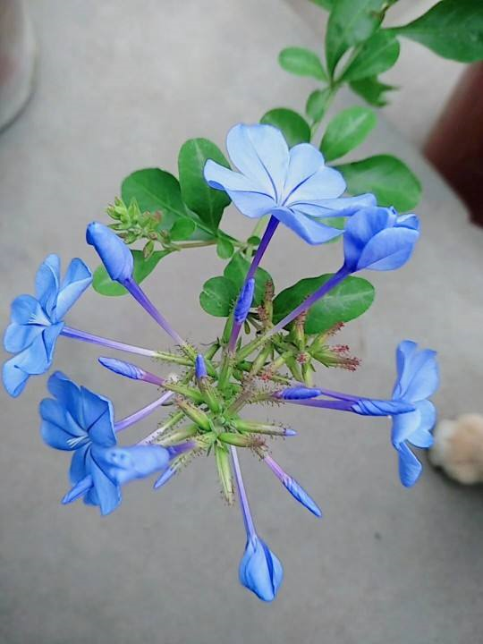 蓝雪花喜水吗?蓝雪花养护指南,绽放迷人蓝花?