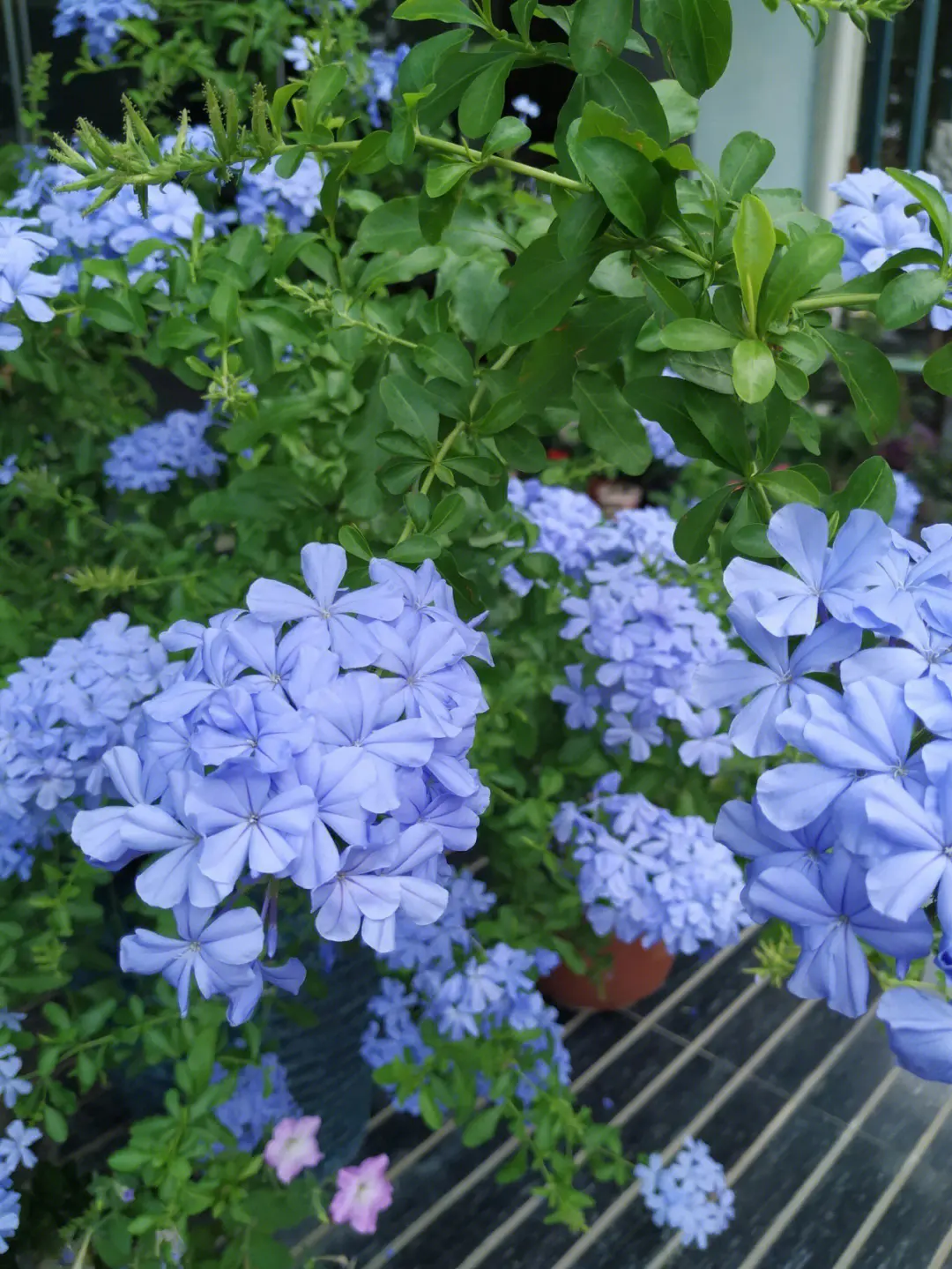 蓝雪花喜水吗?蓝雪花养护指南,绽放迷人蓝花?