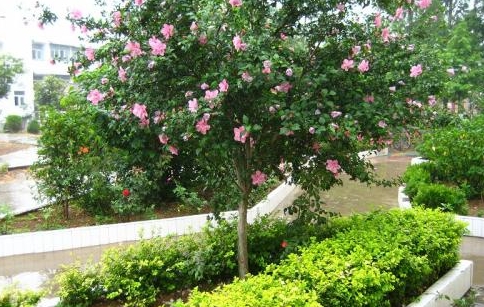 <b>木槿花树能长多高？从幼苗到巨木，每一步成长都值得期待！</b>