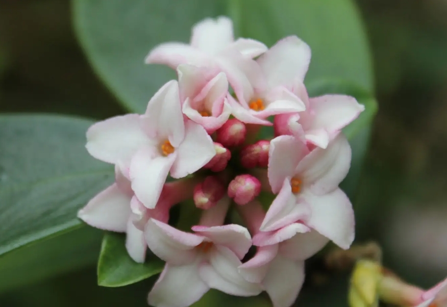 <b>一花一世界，一香一传奇——深入探索瑞香花的芬芳之源！</b>