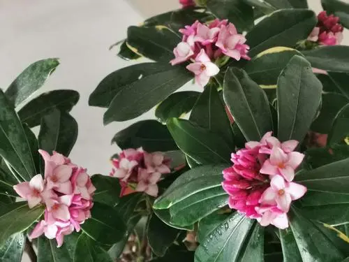 一花一世界,一香一传奇——深入探索瑞香花的芬芳之源!