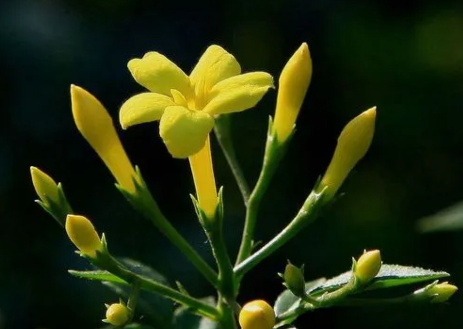 <b>花开有时，春意无边——深度解析探春花与春天的不解之缘！</b>
