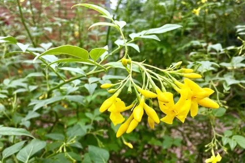 花开有时,春意无边——深度解析探春花与春天的不解之缘!