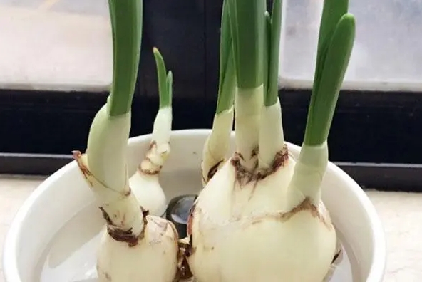 <b>绿色革命来袭！揭秘凤仙花水培方法奥秘，让美丽不再受限！</b>