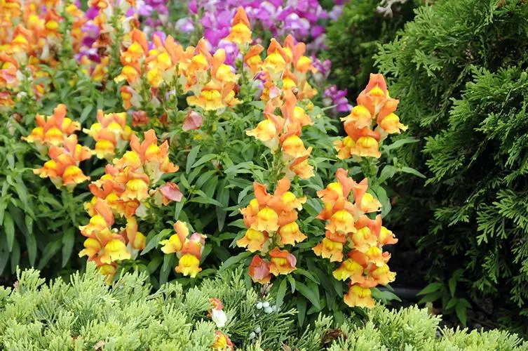 揭秘植物界谜题!金鱼草:是花?是草?还是两者皆是?
