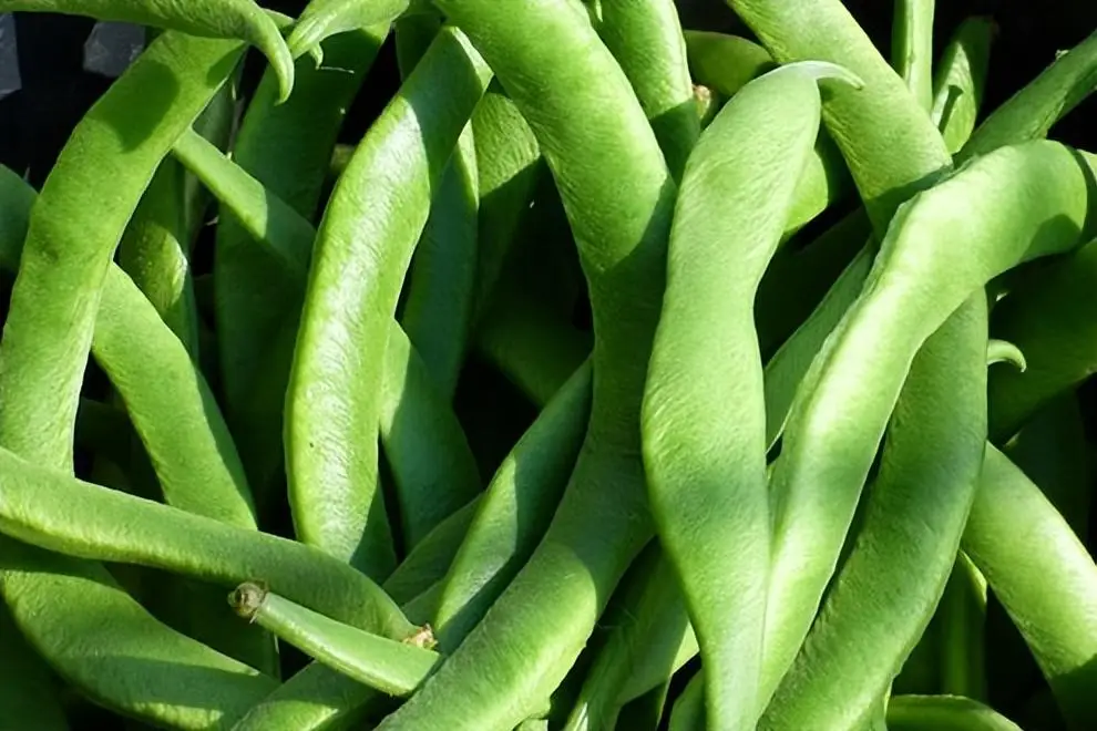 芸豆不熟会中毒吗?安全食用芸豆营养美味两不误