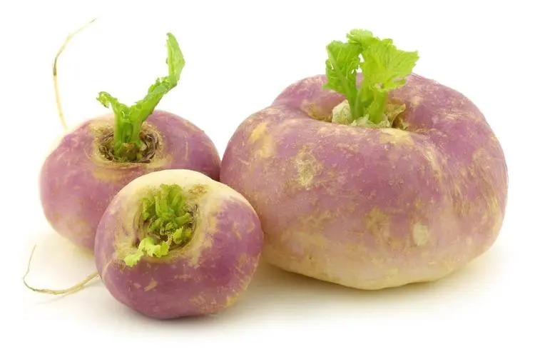 芜菁是萝卜吗?别再傻傻分不清芜菁与萝卜的区别