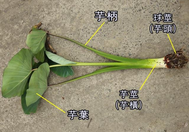 芋头属于根还是茎类蔬菜?专家告诉其实它是变态器官类蔬菜!