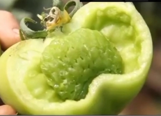 种植户必看西红柿出现空心果原因及防治方法,轻松提升品质