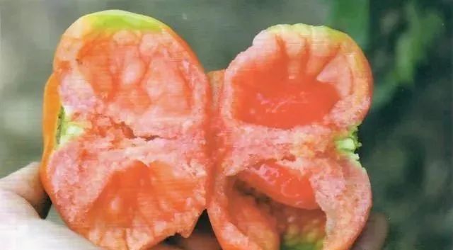 种植户必看西红柿出现空心果原因及防治方法,轻松提升品质