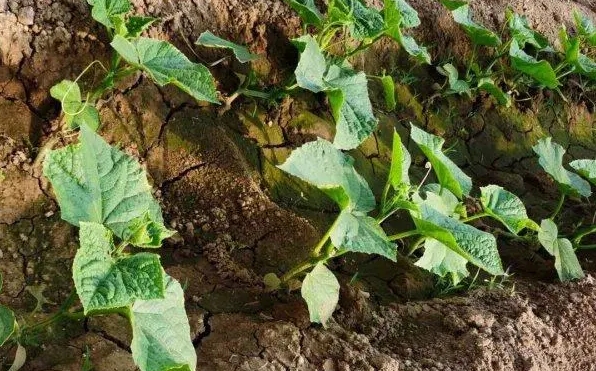 <b>黄瓜苗刚移栽种植就得病怎么办，紧急应对策略，守护黄瓜苗健康成长！</b>