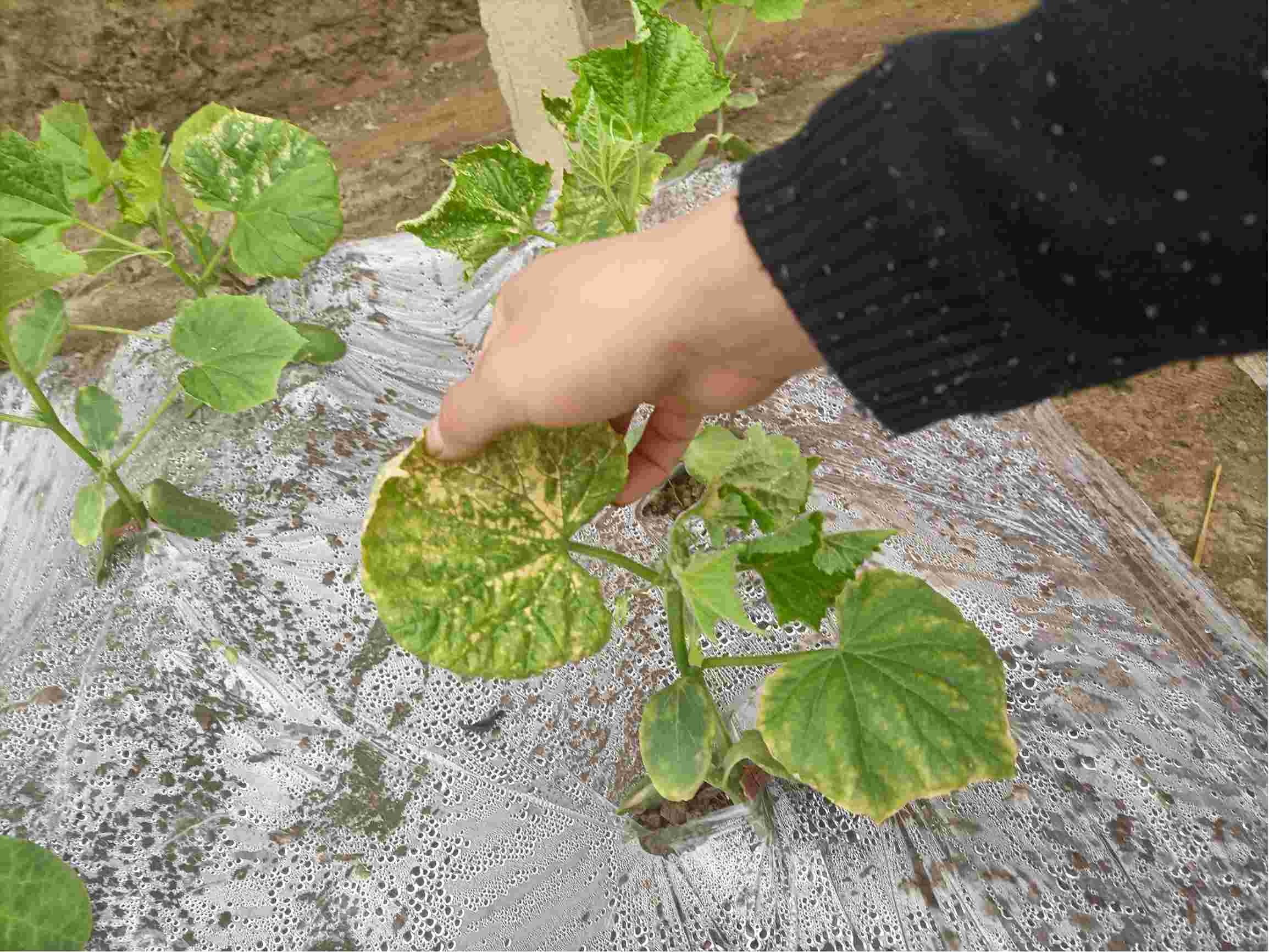 黄瓜苗刚移栽种植就得病怎么办,紧急应对策略,守护黄瓜苗健康成长!