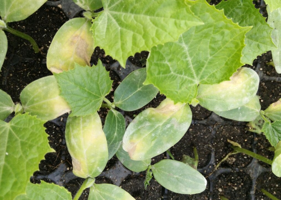 黄瓜苗刚移栽种植就得病怎么办,紧急应对策略,守护黄瓜苗健康成长!
