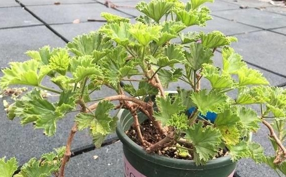 <b>天竺葵几月份修剪合适，按季节修剪，阳台花开不败的秘密</b>