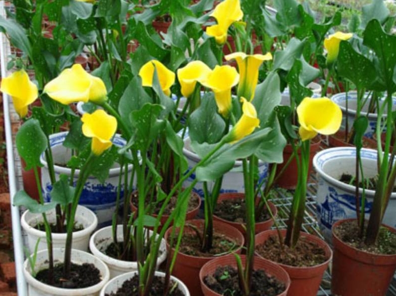 <b>马蹄莲养殖用什么肥料长得快？一勺在手，繁花似锦在我手！</b>