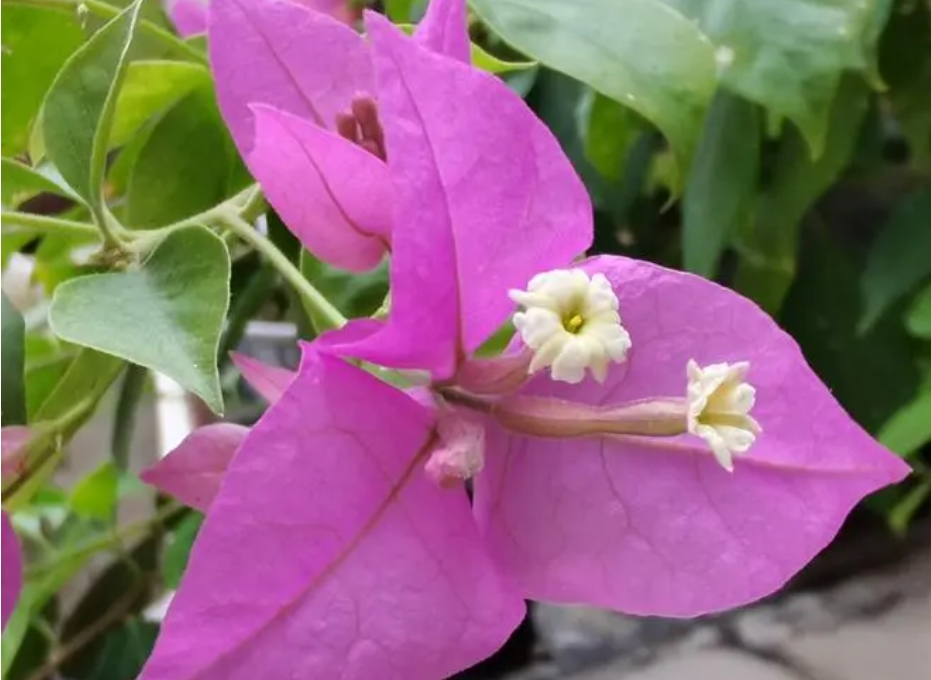 三角梅的花是三角形吗?别被名字骗了!三角梅花朵别有洞天