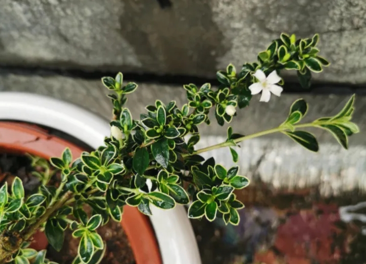 限时美景预警！六月雪开花时间揭晓，错过即是遗憾的开始！