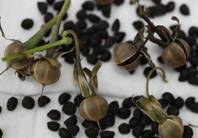 <b>小小牵牛花籽，大大健康益处！解锁神奇作用让生活更美好！</b>
