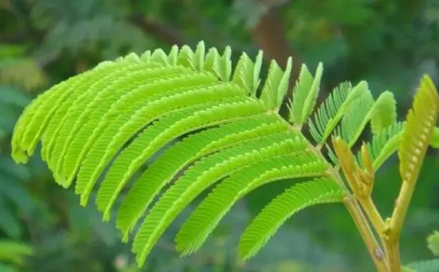 <b>夜幕下的秘密-含羞草为何夜晚会闭叶？揭秘含羞草的神奇现象！</b>
