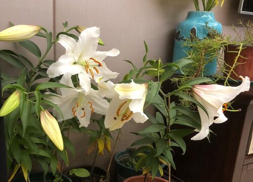 室内家养百合是福是祸?深度剖析百合花的毒性与室内养殖适应性!