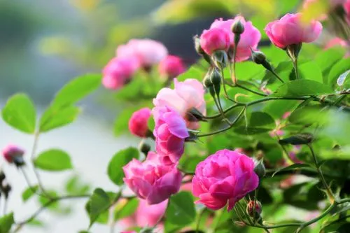 蔷薇花开花盛宴:揭秘蔷薇花绽放时间,共赴一场视觉与嗅觉的双重盛宴!