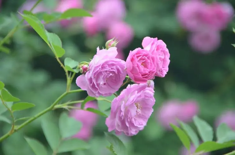 蔷薇花开花盛宴:揭秘蔷薇花绽放时间,共赴一场视觉与嗅觉的双重盛宴!