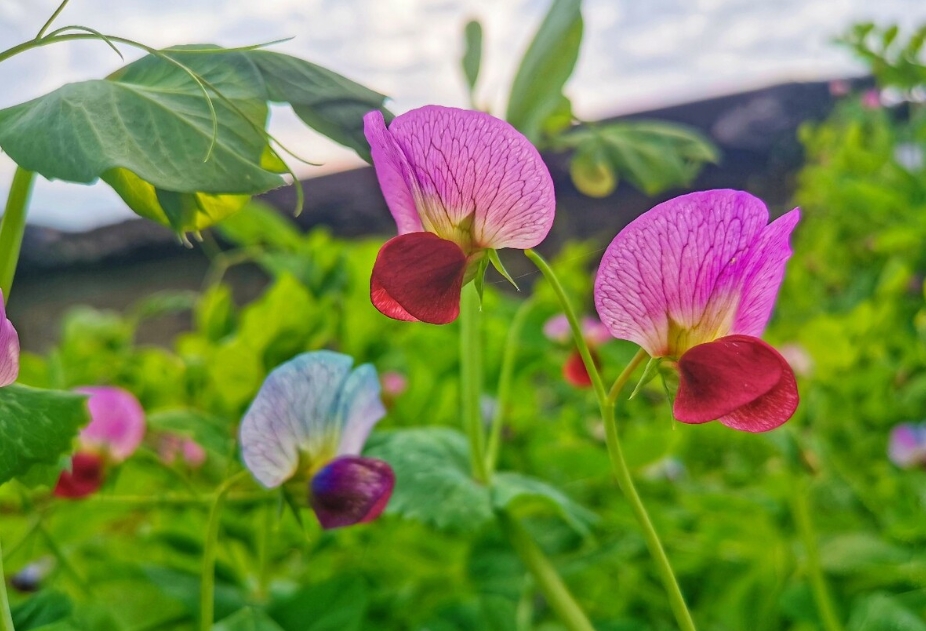 <b>豌豆花是什么颜色？春日里的紫色精灵如春日梦幻</b>