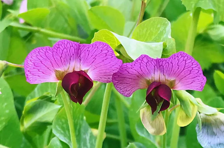 豌豆花是什么颜色?春日里的紫色精灵如春日梦幻