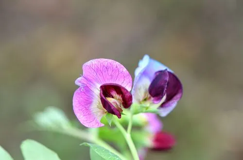 豌豆花是什么颜色?春日里的紫色精灵如春日梦幻