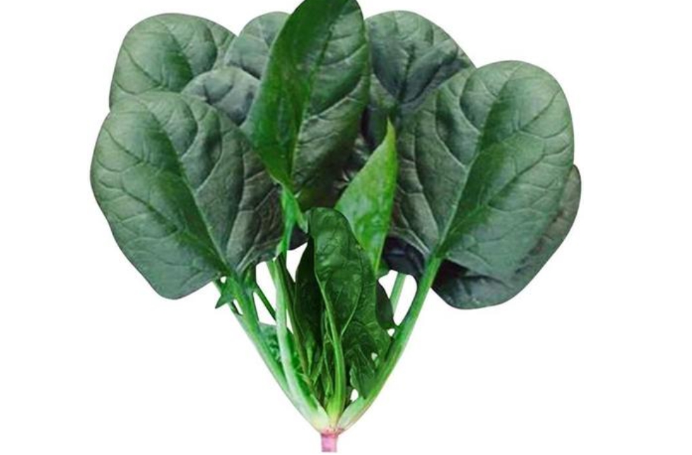 <b>掌握菠菜种植时间+科学种植法，让你的菜园绿意盎然</b>