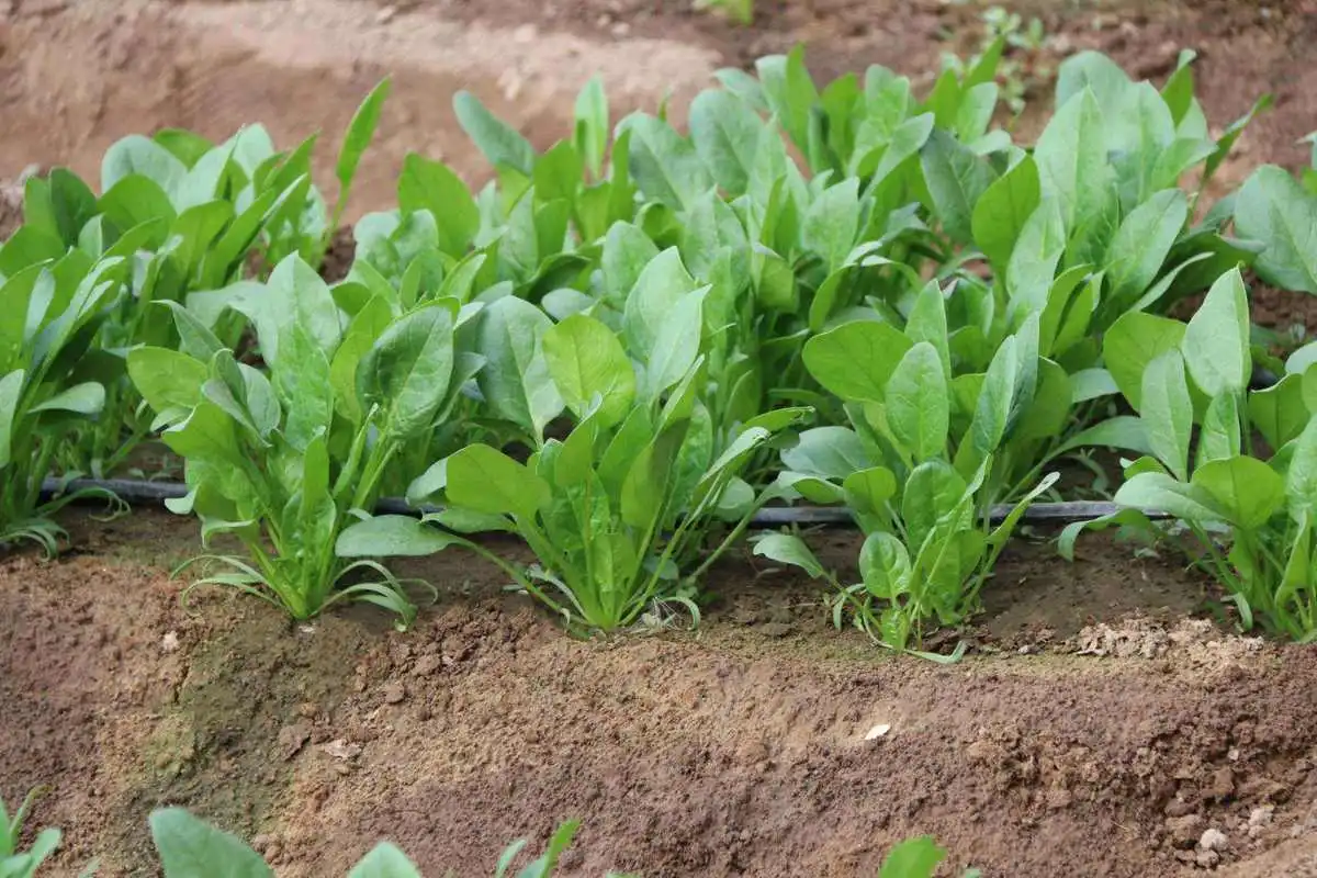 掌握菠菜种植时间+科学种植法,让你的菜园绿意盎然