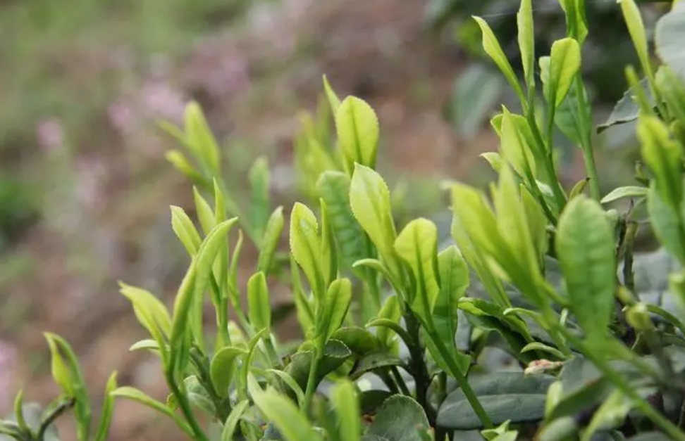 <b>茶叶是树的叶子吗？茶叶不仅是茶树上的叶子，更是千年文化的传承</b>