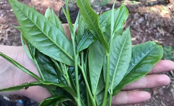 茶叶是树的叶子吗?茶叶不仅是茶树上的叶子,更是千年文化的传承