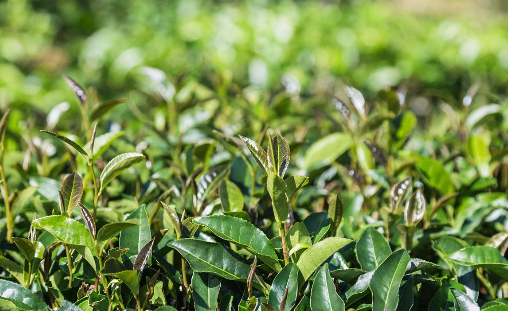 茶叶是树的叶子吗?茶叶不仅是茶树上的叶子,更是千年文化的传承