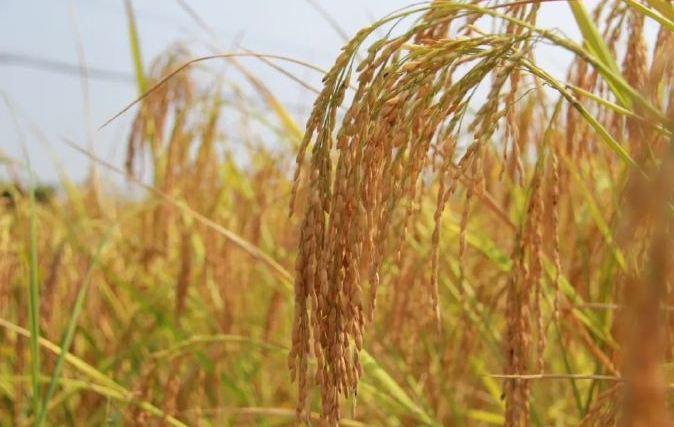 <b>精准灭杀水稻钻心虫，生物与化学农药并驱守护粮食安全新利器</b>