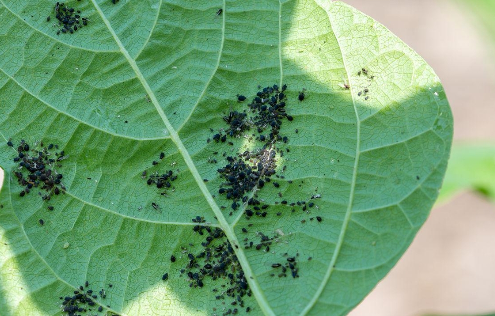 迎接黑豆种植产业面临的病虫害大考验,高效安全守护黑土地上的绿色希望!