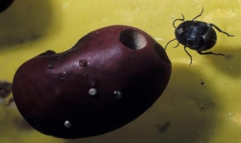 <b>破解红豆夏日保存容易长虫难题，高效防虫秘籍，让虫子无处藏身。</b>