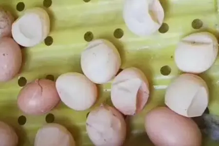 蛋鸡界的‘软肋’曝光:蛋鸡产软壳蛋背后的营养失衡与饲养策略。
