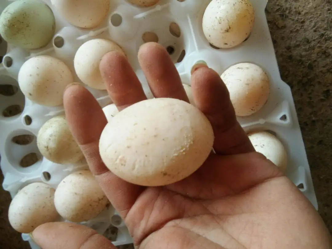 蛋鸡界的‘软肋’曝光:蛋鸡产软壳蛋背后的营养失衡与饲养策略。