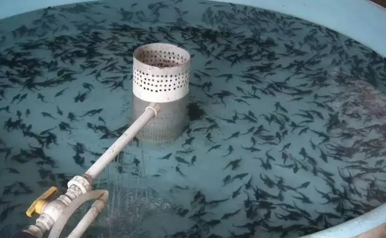 淡水鱼育苗黑科技:基因选育技术+生态模拟方法,培育优质鱼苗引领产业升级