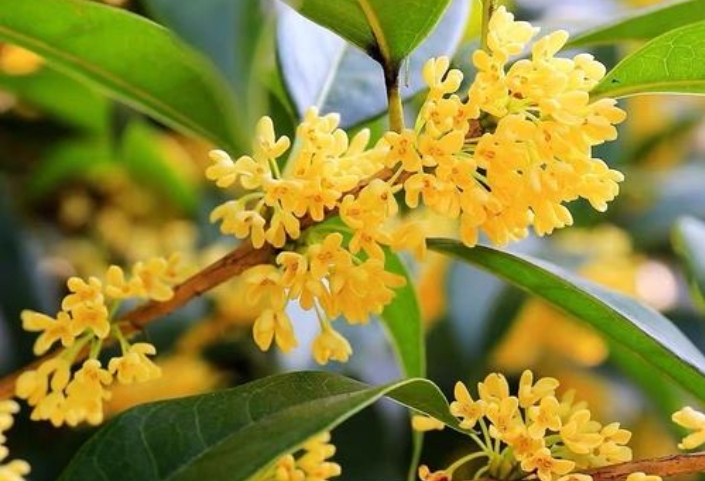 <b>桂花什么时候开花？绝对不能错过的桂花金秋盛宴香满园</b>