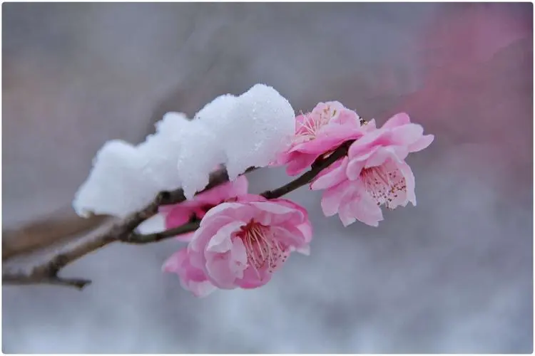 梅花不仅香自苦寒来,梅花更能结出意想不到的美味果实?