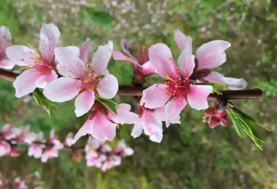 <b>春日花语新发现：桃花是单花芽还是复花芽之谜，解开自然密码</b>