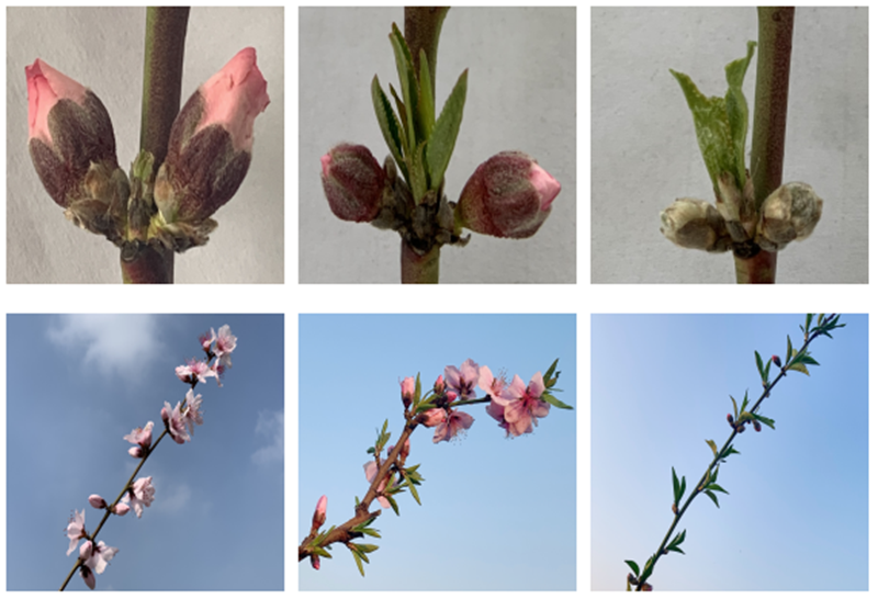 春日花语新发现:桃花是单花芽还是复花芽之谜,解开自然密码