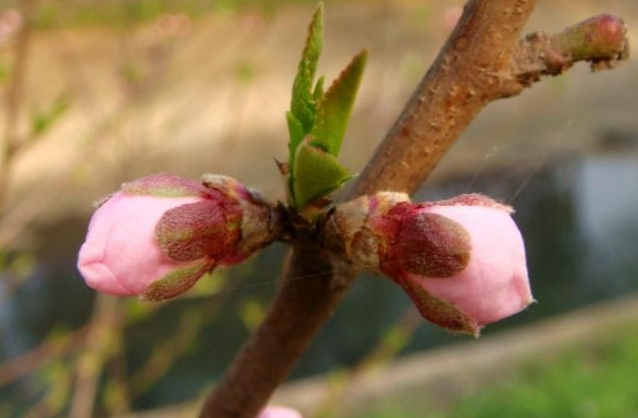 春日花语新发现:桃花是单花芽还是复花芽之谜,解开自然密码