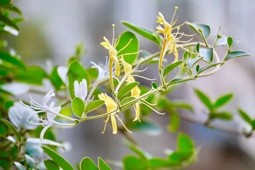 金银花几月份开花最多?金银花开,香满人间的绚烂时刻!