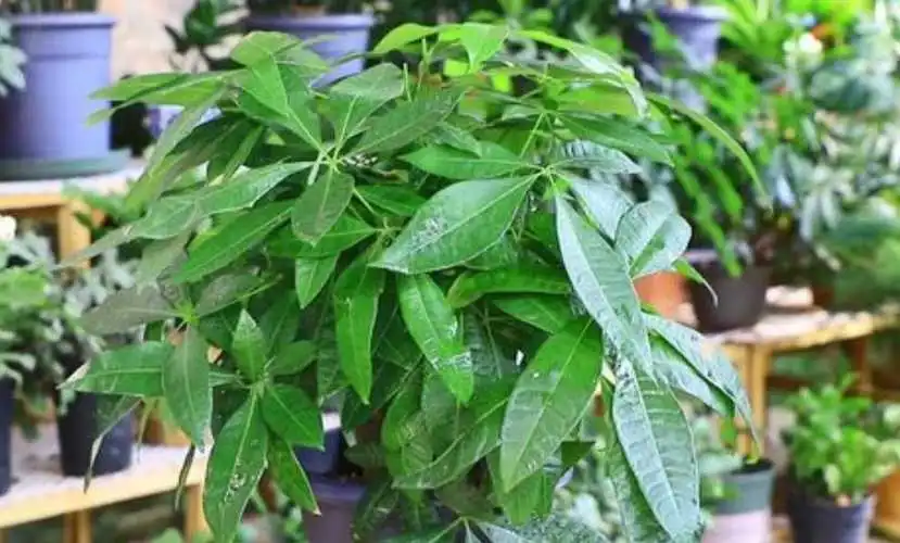 绿植界的争议焦点-发财树有毒性吗?健康无毒更添彩的家居花卉。