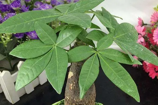 绿植界的争议焦点-发财树有毒性吗?健康无毒更添彩的家居花卉。