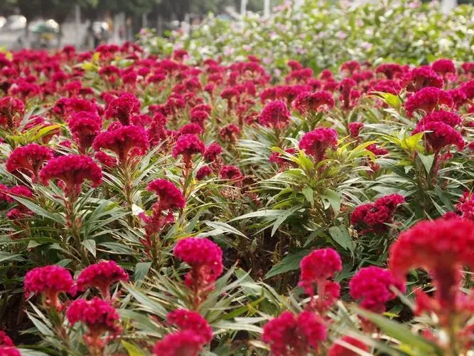 自然之约,时间之秘!揭秘鸡冠花盛开的神奇时刻!